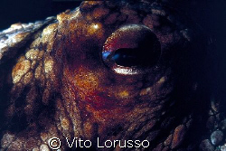 Molluscs - Octopus vulgaris (detail) by Vito Lorusso 
